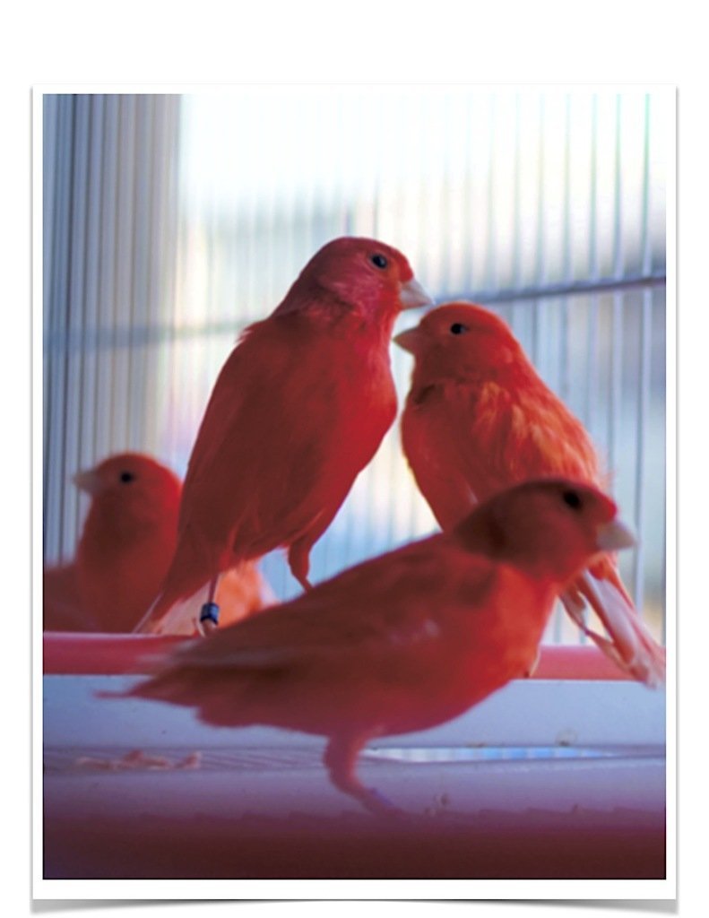 Buy Red Factor Canary Online