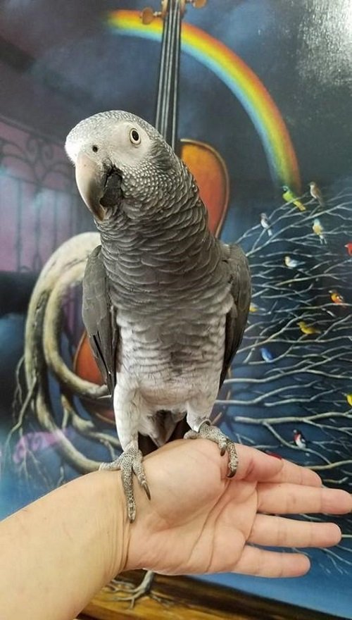 TIMNEH AFRICAN GREY FOR SALE