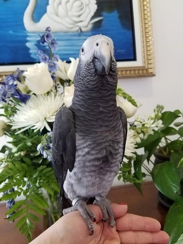 TIMNEH AFRICAN GREY FOR SALE - Image 2