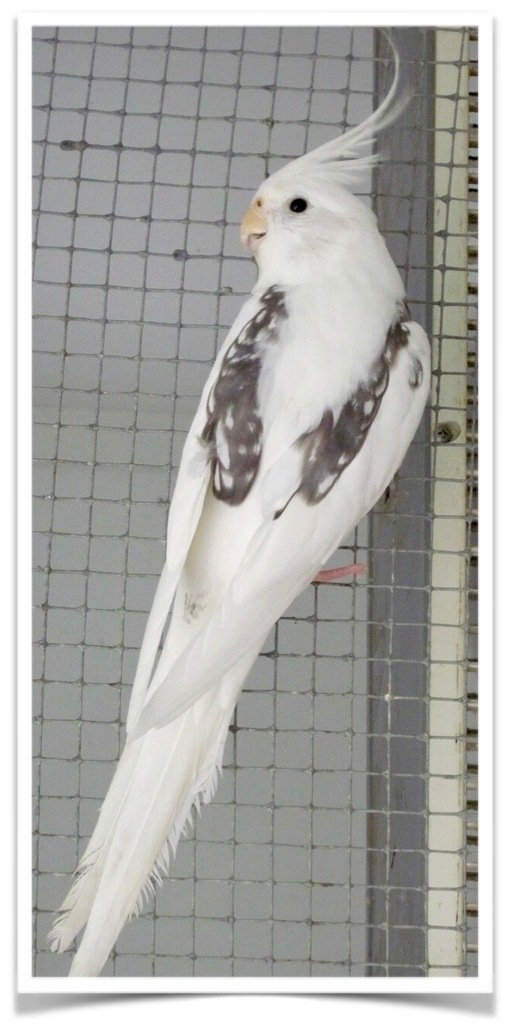 Buy Cockatiel - White-faced Pied Online - Image 2