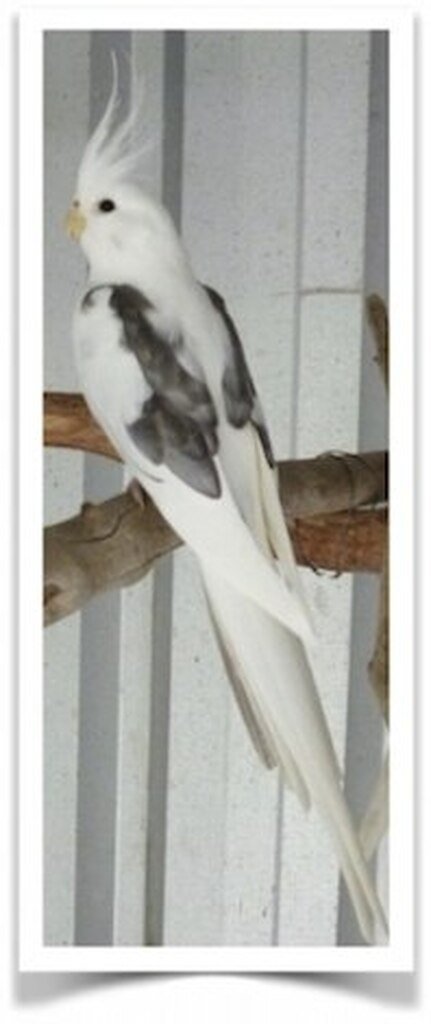 Buy Cockatiel - White-faced Pied Online - Image 3