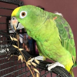 Yellow-crowned amazon