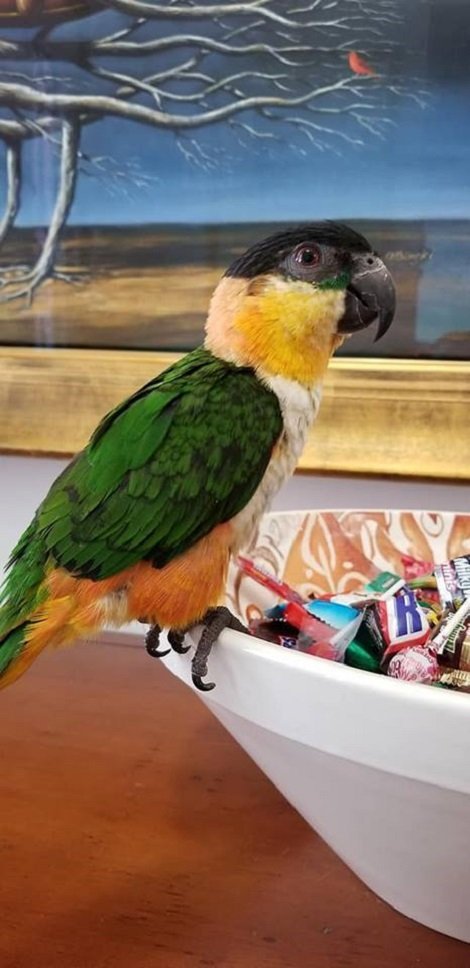 BUY BLACK HEADED CAIQUE FOR SALE - Image 5