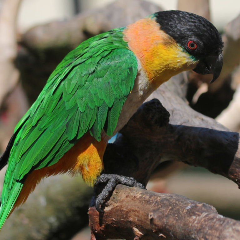 BUY BLACK HEADED CAIQUE FOR SALE