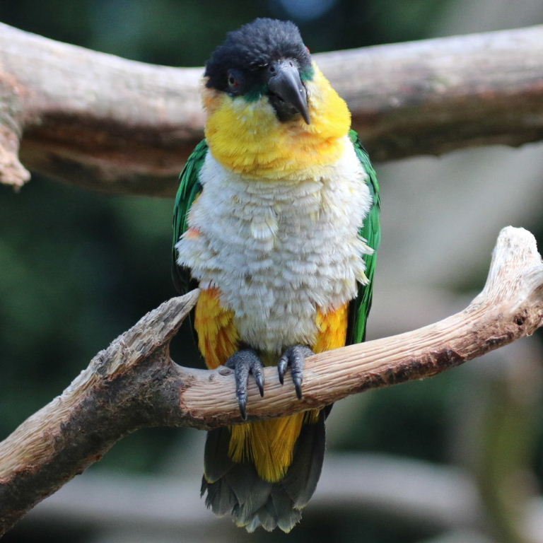 BUY BLACK HEADED CAIQUE FOR SALE - Image 2