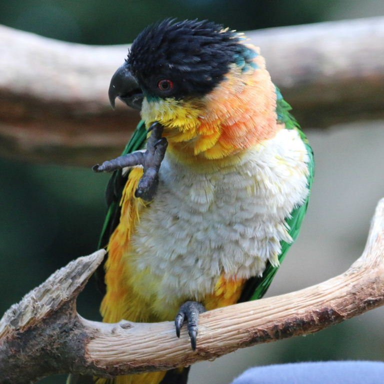 BUY BLACK HEADED CAIQUE FOR SALE - Image 3