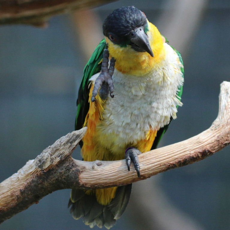 BUY BLACK HEADED CAIQUE FOR SALE - Image 4