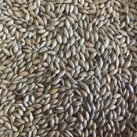 Canary Seed