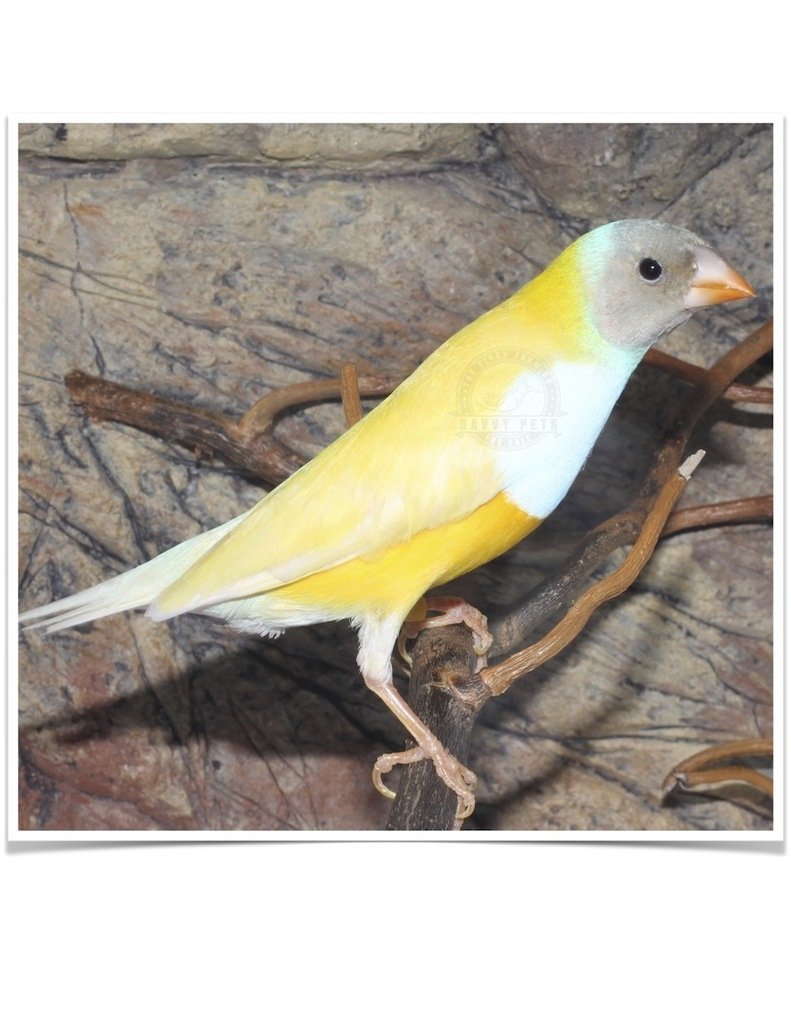 Buy Lady Gouldian Finch - Yellow-back (BLACK HEAD MALE ONLY) Online - Image 8