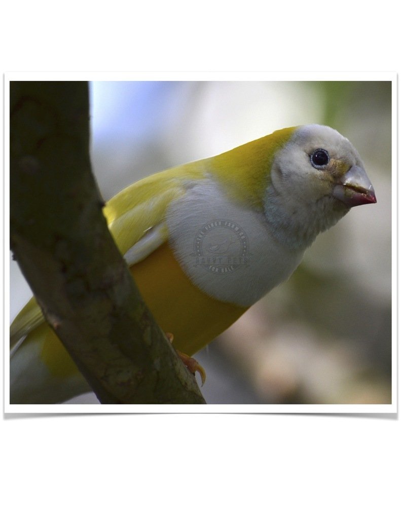 Buy Lady Gouldian Finch - Yellow-back (BLACK HEAD MALE ONLY) Online - Image 9